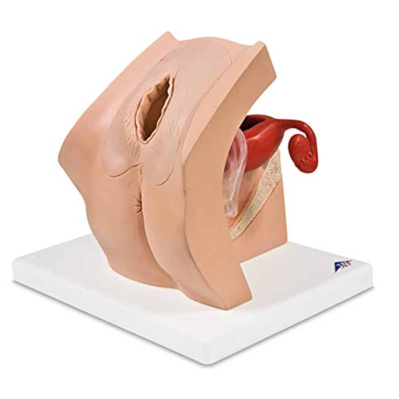 1013705 Gynecological Training Model For Patient Education