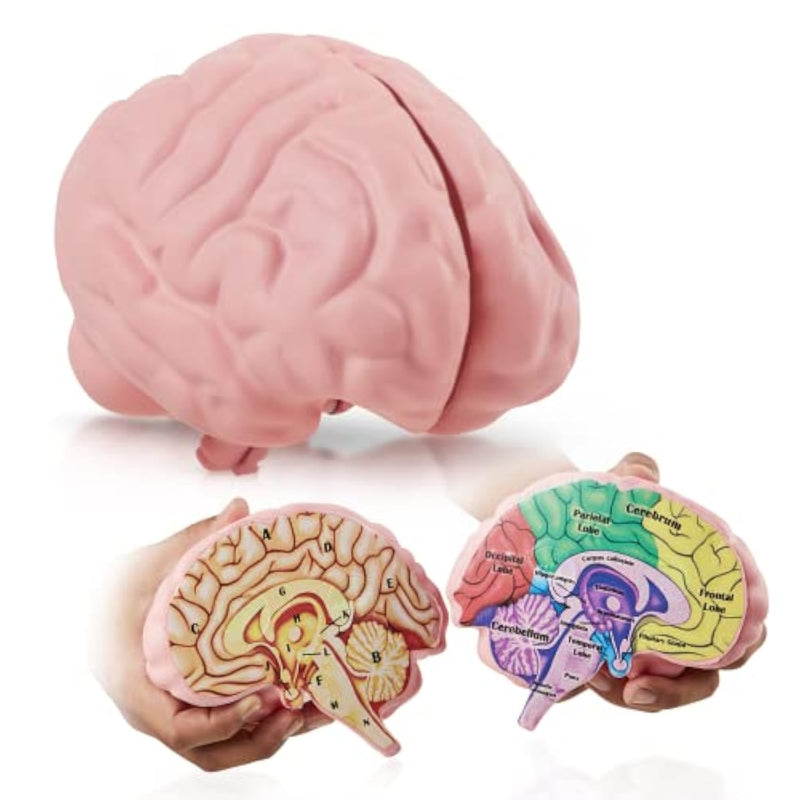 Cross Section Foam Brain Model, Great Educational Tool For Learning & Teach