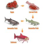 Montessori Life Cycle Animal Insect Figurines Learning & Education Toys, Plastic Insect Toys For Kids, Preschool Activities For Toddlers (Salmon)