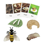 4Pcs Bee Growth Cycle With Flash Cards,Life Cycle Learning & Education Toys,Montessori Toys,Gift For Girl & Boy For 3 4 5 6 7 Year Old (Bee)