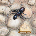 10Pcs Fake Giant Ants Queen Black Ant Realistic Ant Decor Supplies