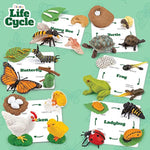 Life Cycle Animal Kit - Montessori Science Toy With 24-Piece Matching Game, Butterfly, Frog, Chicken, Bee, Ladybug & Turtle Stem Educational, Stocking Stuffers For Kids Ages 3-8