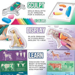 Epic Lab Vet Kit For Kids, Animal Anatomy Science Kit For Kids 8+ With Modeling Clay