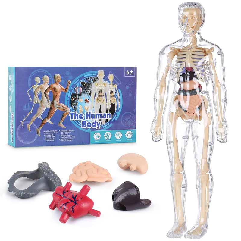 Human Body Model For Kids, Fully Transparent Body, 29 Piece Anatomy Figure