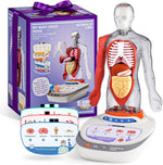Interactive Human Anatomy Model for Kids with Organs & Quiz Mode