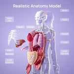 Interactive Human Anatomy Model for Kids with Organs & Quiz Mode