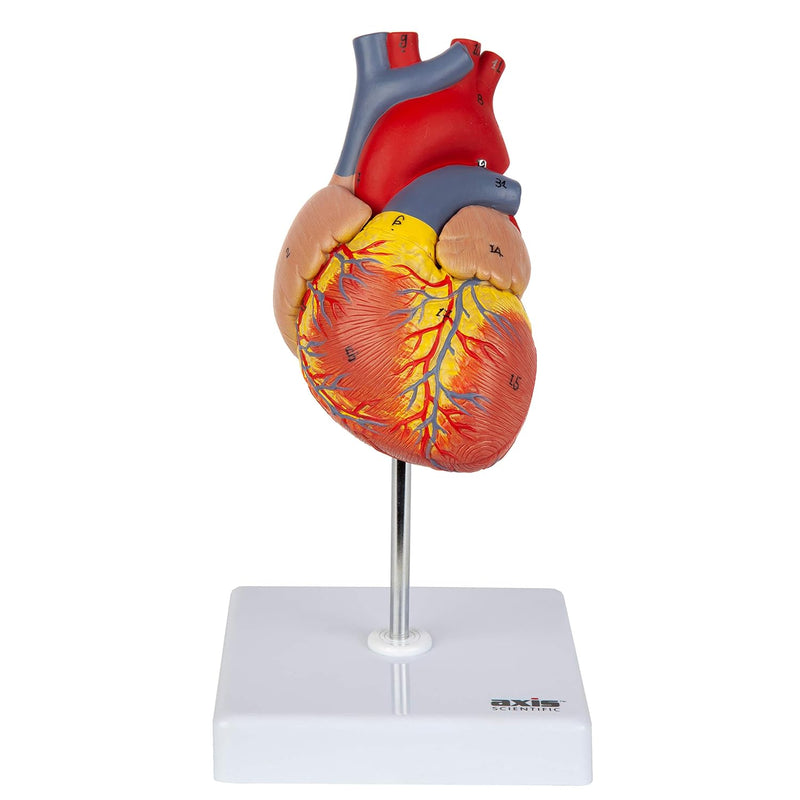 Heart Model, 2 Part Deluxe Life Size, 34 Anatomi