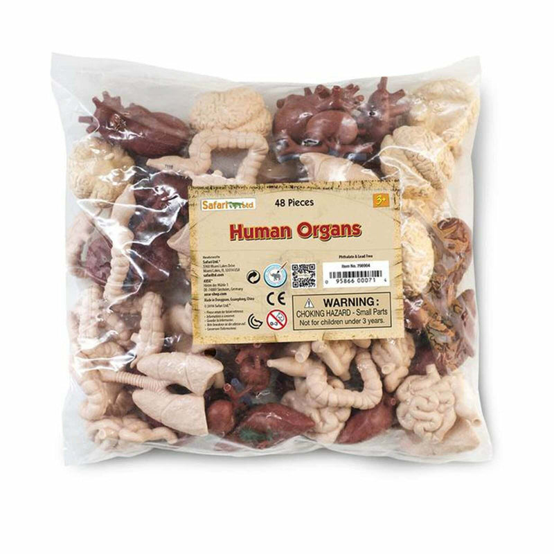 Human Organs Bulk Bag Figures Safari Ltd 766904 New In Stock