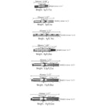 17 Pcs Urethra Trainer Set Chastity Lock Accessories Chastity Device Sex Toy Sound Urethral Plug Urethral Toy Urethral Masturbation Stick Catheter Sound Penis Plug Male Urethra Stimulation