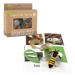 4Pcs Bee Growth Cycle With Flash Cards,Life Cycle Learning & Education Toys,Montessori Toys,Gift For Girl & Boy For 3 4 5 6 7 Year Old (Bee)