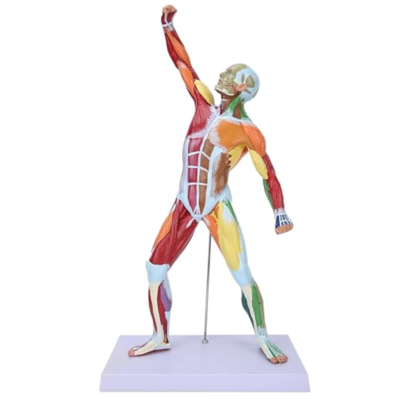 Miniature Muscular System Model, 20" Human Muscle Anatomy Model Displaying Sup
