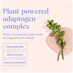 Playground Date Night, Water-Based Personal Lubricant with Naural Ingredients, Safe to Use with Latex Condoms, Lube for Men, Women, and Couples, Champagne & Vanilla Scent, 3.7 Fl. Oz.