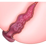 Flexible Tentacle Dildo Liquid Silicone Wearing Realistic Fantasy Anal Dildo With Safety Anchor Base G-Spot Stimulator Prostate Massager Adult Sex Toys For Men Women Gay Lesbian Couple (L)