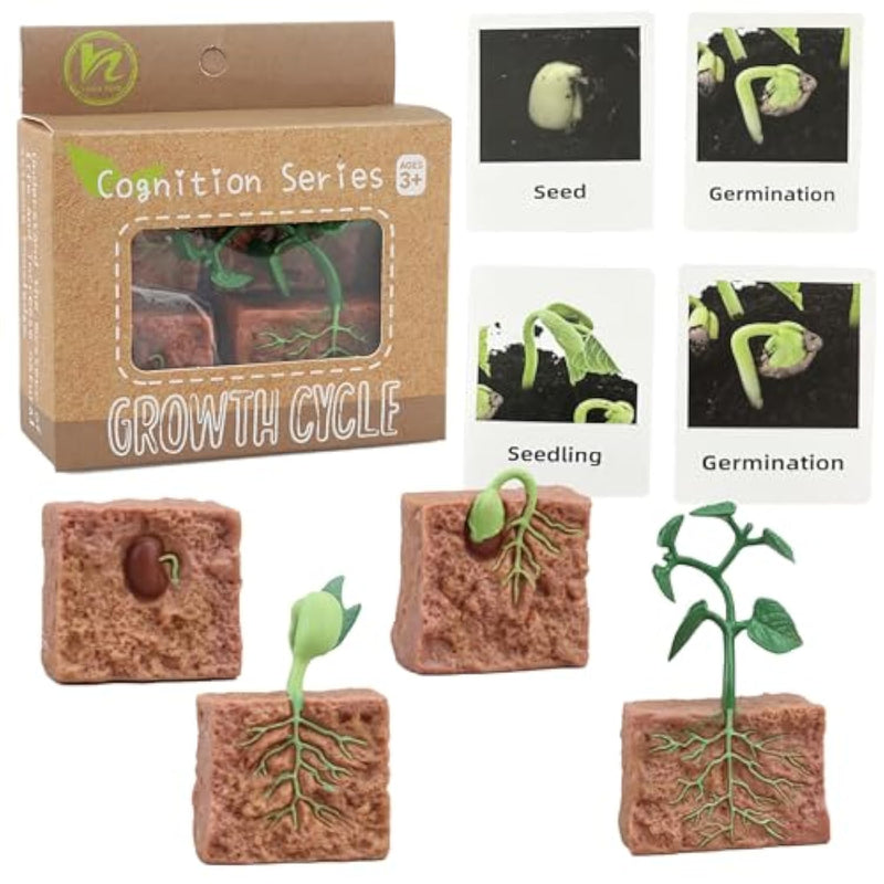 4 Pcs Plant Growth Cycle With Flash Cards,Life Cycle Learning & Education Toys,Montessori Toys,Gift For Girl & Boy For 3 4 5 6 7 Year Old (Plant)