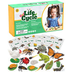 Life Cycle Animal Kit - Montessori Science Toy With 24-Piece Matching Game, Butterfly, Frog, Chicken, Bee, Ladybug & Turtle Stem Educational, Stocking Stuffers For Kids Ages 3-8