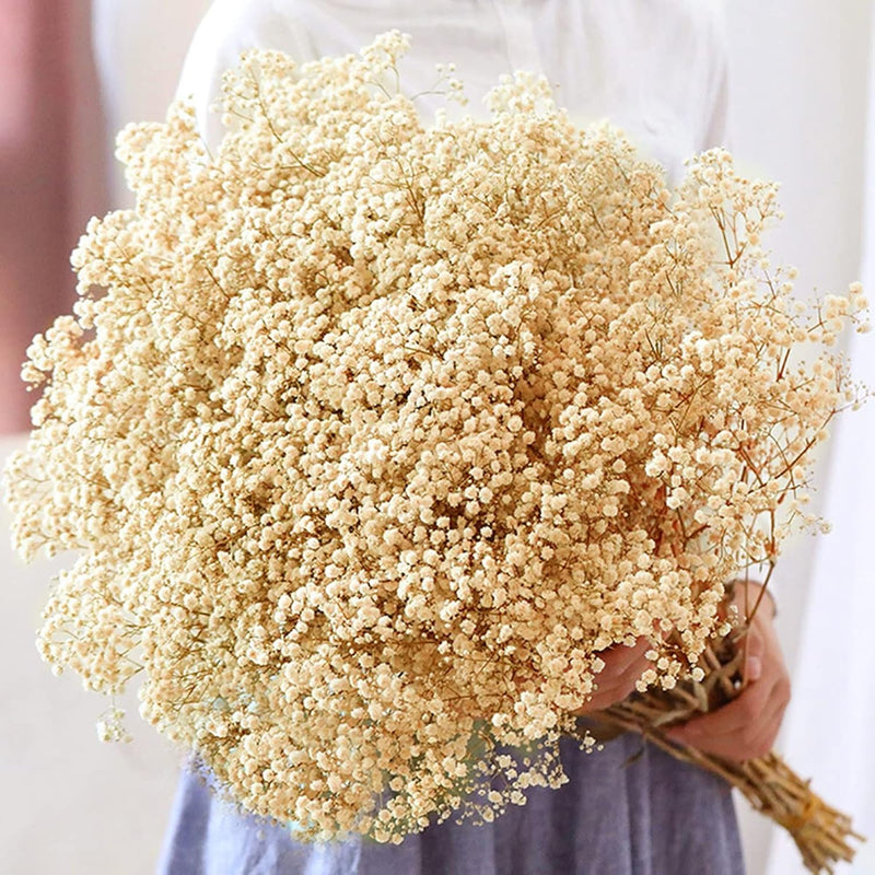 Dried-Babys-Breath-Flowers-Bouquet-17 Inch 5000+ Ivory White Flowers, Natural