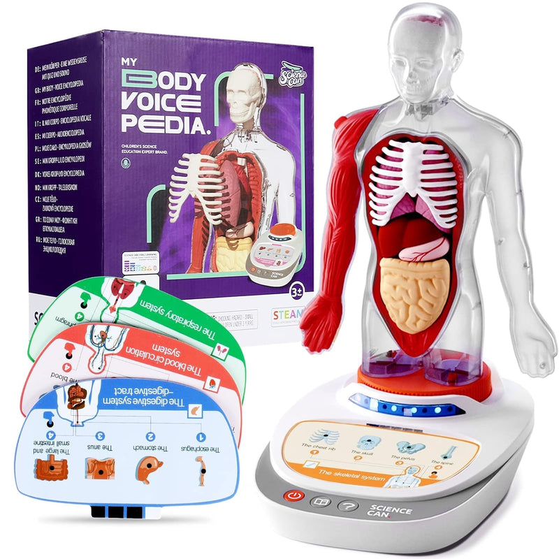 Human Body Model For Kids, Interactive Anatomy Toys For Kids 5 7, Human Ana