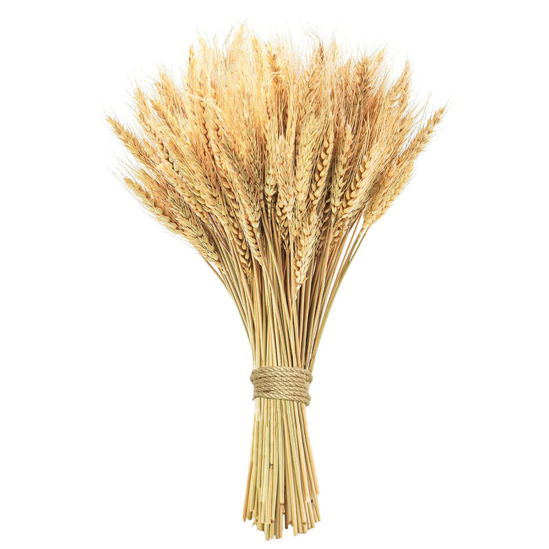 17.7 Inches Dried Wheat Stalks, 100 Stems Dried Flowers 100% Natural Wheat For