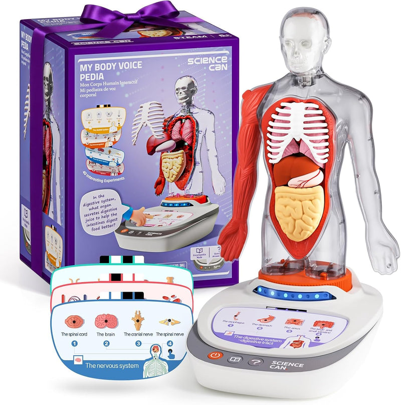 Interactive Human Anatomy Model for Kids with Organs & Quiz Mode