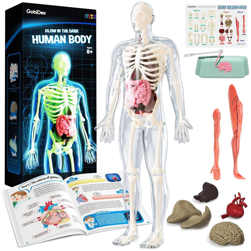 GobiDex Human Body Skeleton Model Kits, 40 Piece Anatomy Figure,Glow in The