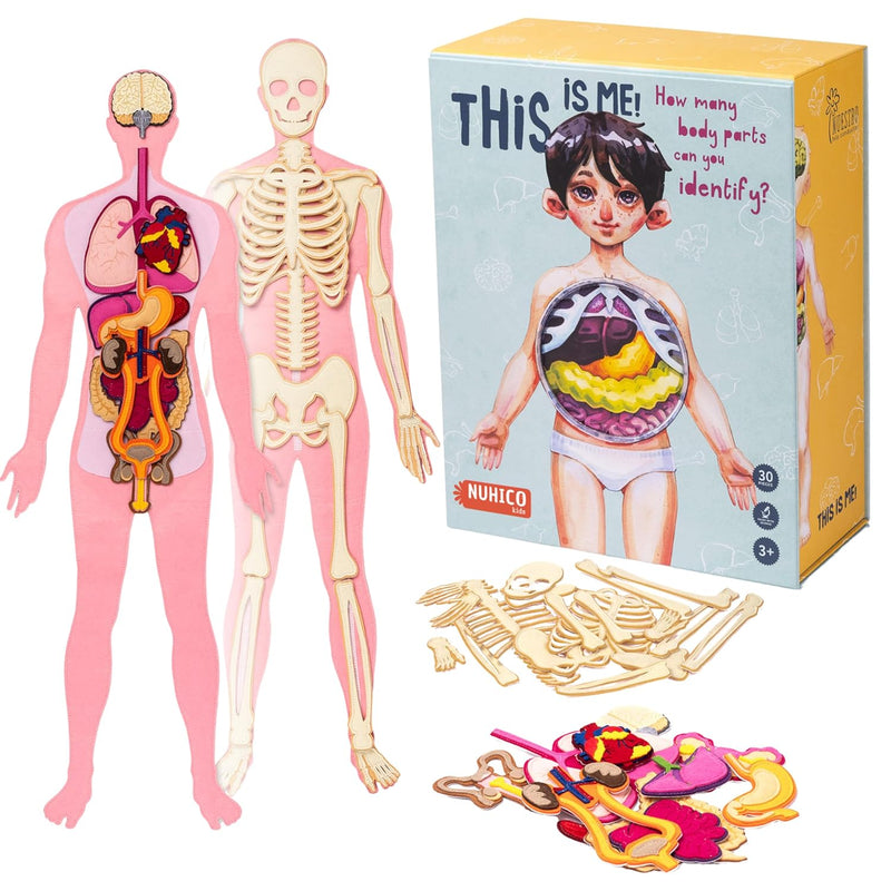 Montessori Essential Large 3 Feet Human Body Model For Kids. Learning Toys