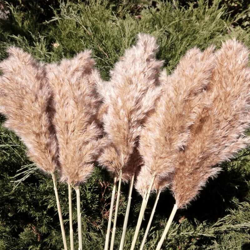 20 Pcs 23 Inch Tall Fluffy Pampas Grass Xl Size Brown Dry Pompous Grass Decor