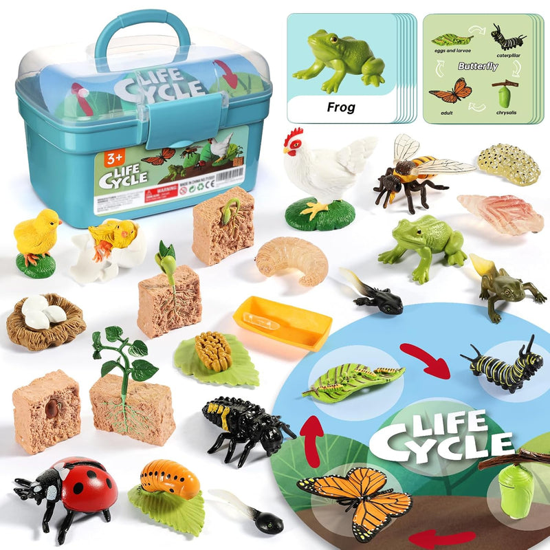 Life Cycle Kit Toy Montessori, Realistic Figurines Set For Kids With 25 Pie